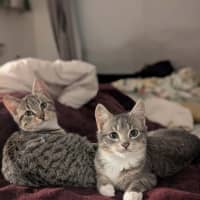 Photo of Artemis
