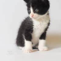 Photo of Pepper Jack