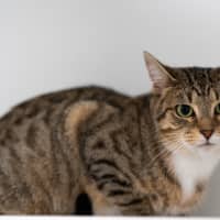 Photo of Belle
