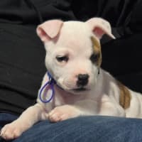 Photo of Alfie   7 Week Old Staffy X Bulldog X (Trial)