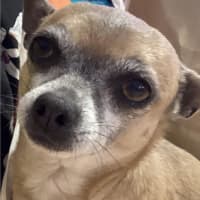 Photo of Goose And Stevie Uffelman