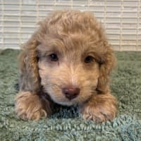 Photo of Charlie