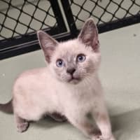 Photo of Lychee