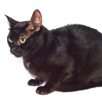 Photo of Stewie (Previously Sooty)