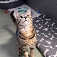 Photo of Nala