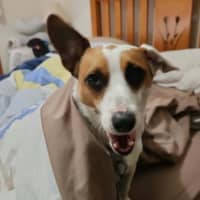 Photo of Teddy