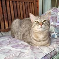 Photo of Loki