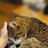 Photo of Loki & Pudding   Located In Coburg