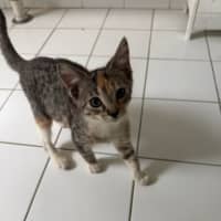 Photo of Hera   Ringworm Special $49