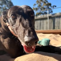 Photo of Katarina The Greyhound