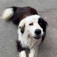 Photo of Fluke