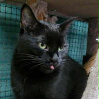 Photo of Ebba ** 2nd Chance Cat Rescue **