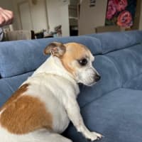 Photo of Shadow Quinell