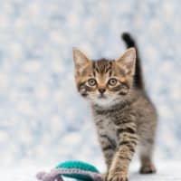 Photo of Tommy Hilfiger ** 2nd Chance Cat Rescue**