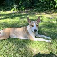 Photo of Jessie   16 Month Old Kelpie X