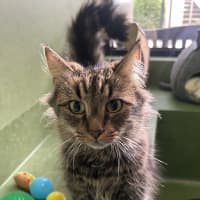 Photo of Koda (Bonded To Lulu)