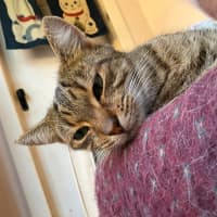 Photo of Kinako   In Foster Care In Clayton