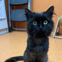 Photo of Kitty