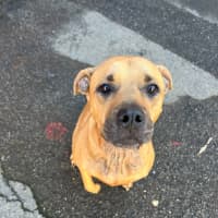 Photo of Dot