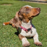 Photo of Lily