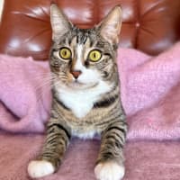 Photo of Lindsay   Located In Westmeadows