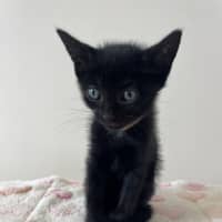 Photo of C1575 Fritz