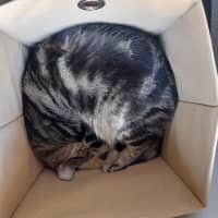 Photo of Pepper