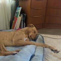 Photo of Josie