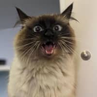 Photo of Mocha