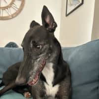 Photo of Aussie, The Greyhound