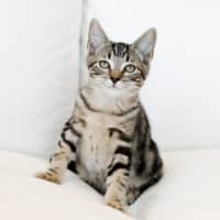 Photo of Pretzel