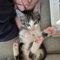 Photo of Mini Miranda