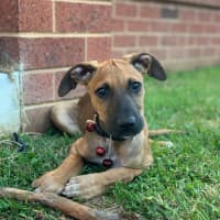 Photo of Dexter