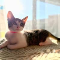 Photo of Athena