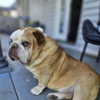 Photo of Roscoe   10 Year Old Bulldog (Trial 21/3)