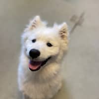 Photo of Appa