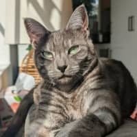Photo of Smokey 