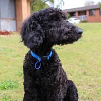 Photo of Stanley   6 Month Old Poodle (Hold)