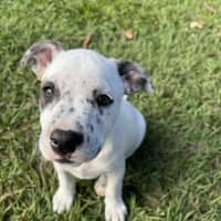 Photo of Patch