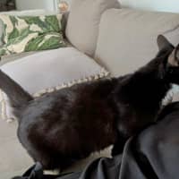 Photo of Stevie Mitts