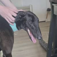 Photo of Bentley The Greyhound