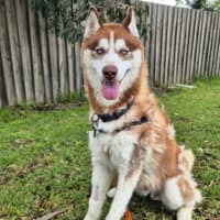 Photo of Buck