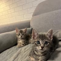 Photo of Kiwi And Berry