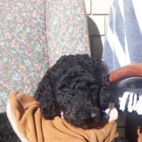 Photo of Wally   1 Year Old Cavoodle (Hold)