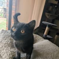 Photo of Nyx
