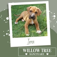 Photo of Irra