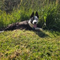Photo of Annie