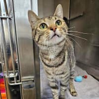 Photo of Comet