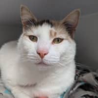 Photo of Tinkerbell