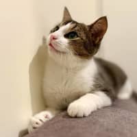 Photo of Cuddles   Located In Rosanna